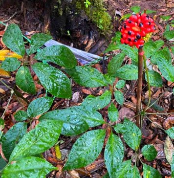 Kon Tum: Hỗ trợ hơn 3.300 cây giống sâm Ngọc Linh cho 40 hộ nghèo