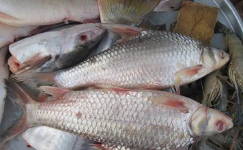 Nhân giống cá đặc sản trên sông Mekong