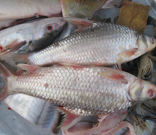 Nhân giống cá đặc sản trên sông Mekong