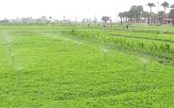 Ninh Bình: nâng cao đời sống kinh tế từ cây rau má