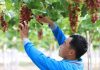 Ninh Thuận có hơn 825ha sản xuất nông nghiệp công nghệ cao