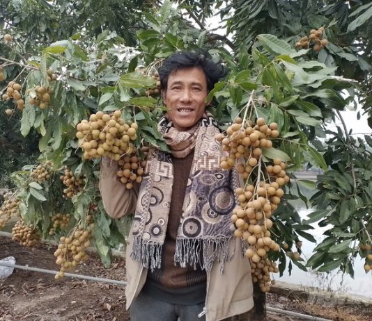 ‘Phù thủy’ điều khiển cây nhãn thu hoạch quả từ tháng Giêng