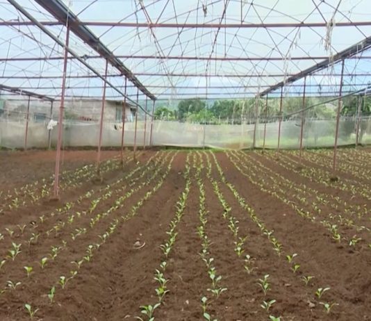 Sơn La: phấn đấu có 20 vùng nông nghiệp ứng dụng công nghệ cao