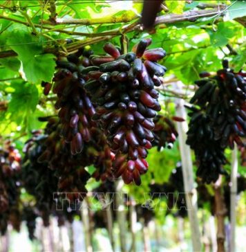 Tăng sức hút từ các giống nho ăn tươi mới chất lượng cao