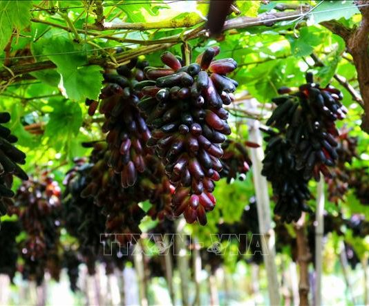 Tăng sức hút từ các giống nho ăn tươi mới chất lượng cao
