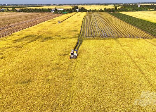 Trồng lúa tím, lãi 70 – 80 triệu đồng/ha