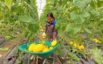 Trúng mùa dưa lưới đầu năm