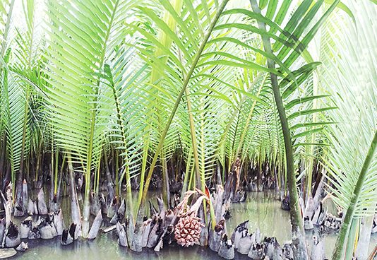 Bảo tồn gene cây dừa nước
