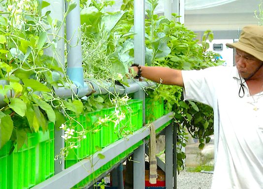 Hiệu quả kép mô hình tuần hoàn nước nuôi cá – trồng rau