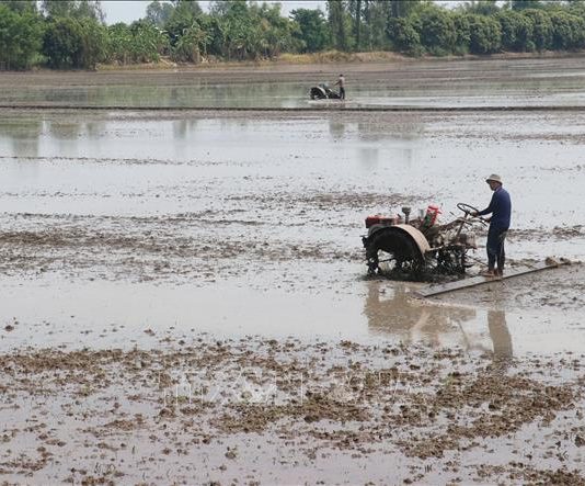 Năng suất lúa Đông Xuân tăng, giá giảm