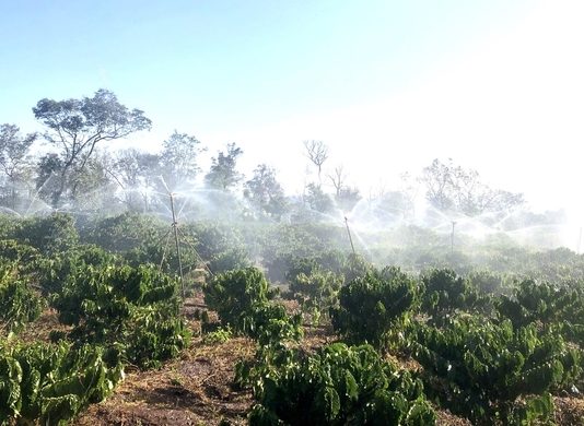 Nông dân rộn ràng tưới cà phê xuyên Tết