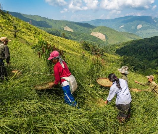 Nông nghiệp sinh thái: Hướng đi bền vững cho tương lai