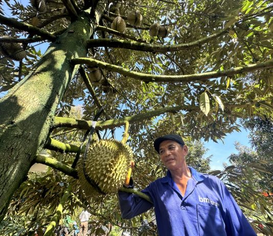 Phát triển kinh tế xanh phải gắn liền với chuyển đổi số