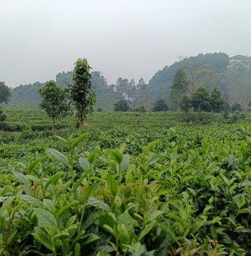 Vùng chè Hưng Khánh hồi sinh