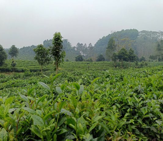 Vùng chè Hưng Khánh hồi sinh
