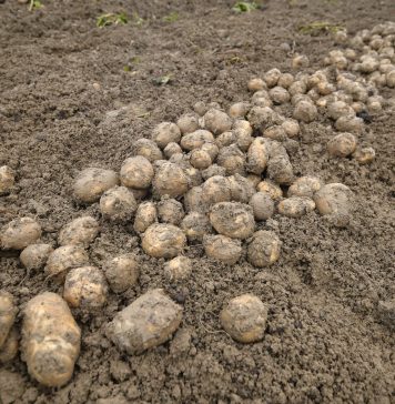 Cánh đồng khoai tây canh tác bền vững cho năng suất tăng 30%