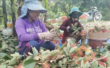Chôm chôm nghịch vụ cho lợi nhuận tăng gấp 3 lần