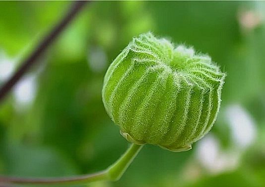 Loại quả dại có nhiều công dụng với sức khoẻ