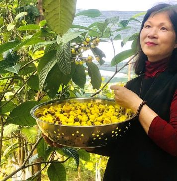 Loài trà hoa vàng mang tên chung Việt – Nhật