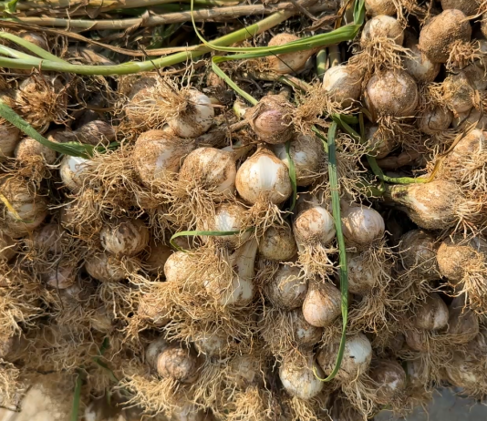 Lý Sơn vào mùa tỏi chín