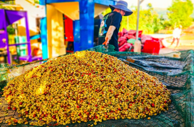 Nông trại Núi Lu – Làm nông nghiệp “lười” để phát triển bền vững