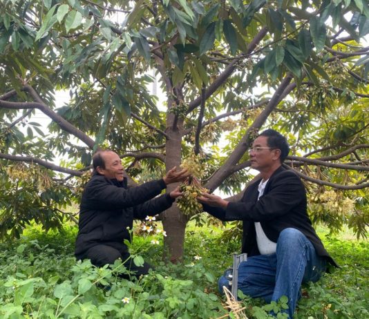 Tây Nguyên vào mùa thụ phấn hoa sầu riêng