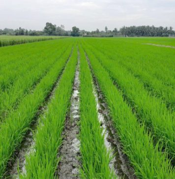 Canh tác lúa giảm phát thải, lợi nhuận tăng, khí nhà kính giảm