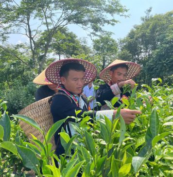 Lào Cai bảo tồn, nhân rộng giống chè đặc sản