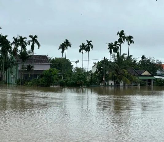 Hơn 1.000ha lúa vừa gieo sạ bị ngập úng do mưa lũ