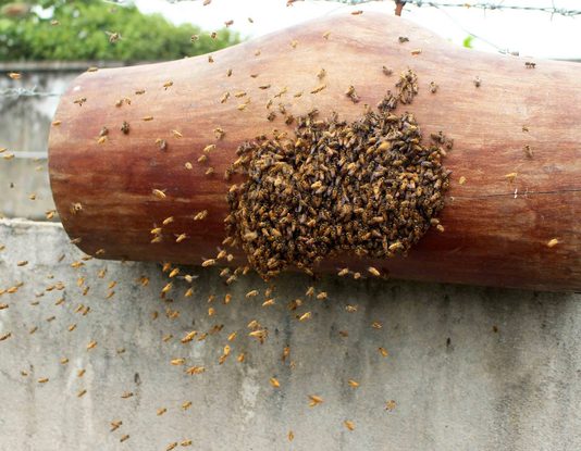 Nhộn nhịp mùa săn ong mật giống
