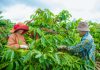 Nông nghiệp giúp tỉnh Đắk Nông đạt thu nhập bình quân gần 82 triệu đồng/người/năm
