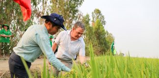 Trồng lúa giảm phát thải, 8 doanh nghiệp gạo được thưởng 3,2 tỷ đồng