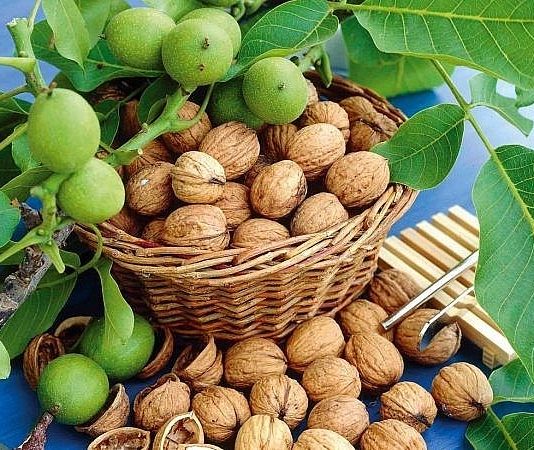 Cây óc chó – Vị thuốc phòng bệnh tim mạch hiệu quả