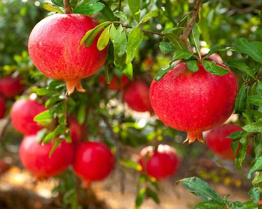 Khi ăn quả lựu nên nuốt hay bỏ hạt