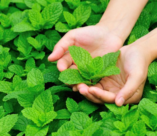 Canh tác cây bạc hà trong nhà màng phục vụ việc chiết xuất tinh dầu cho hiệu quả cao