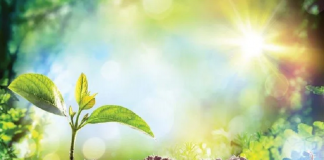 Chắp cánh khởi nghiệp xanh