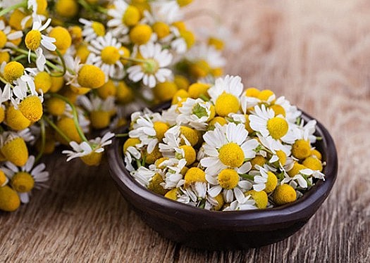 Cúc la mã – Dược liệu cổ đa công dụng