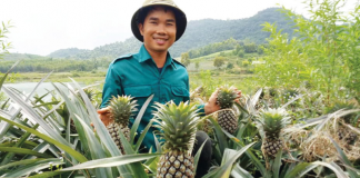 Làn sóng doanh nghiệp mới trong nông nghiệp đang dâng cao