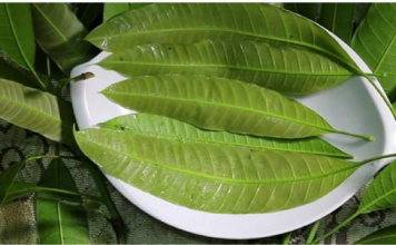 Đừng chỉ ăn quả, lá loại cây này quý như “nhân sâm người nghèo”, ở quê mọc cao vút