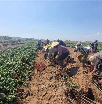 Trồng khoai lang lãi từ 130-150 triệu đồng/ha