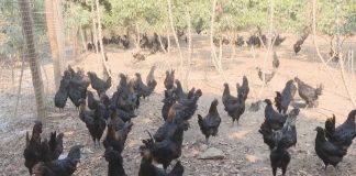 Nuôi gà đen thu lợi nhuận ‘đỏ’