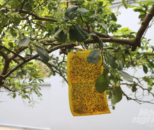 Trồng hướng hữu cơ, bưởi đặc sản Quế Dương giá 24.000đ mỗi quả