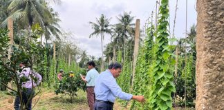 Trồng sen, thả cá rô trên ruộng trũng, thu nhập gấp 3-4 lần trồng lúa