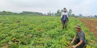 Đưa khoai tây về miền nắng gió