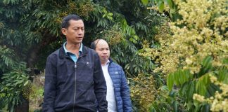 Nông dân Sông Mã ‘bắt’ nhãn ra quả theo ý muốn
