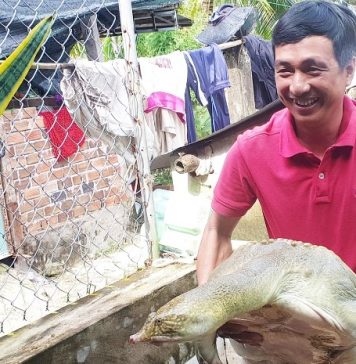 Anh nông dân kiếm tiền tỷ nhờ nuôi “thủy quái to bự” trong bể xi măng