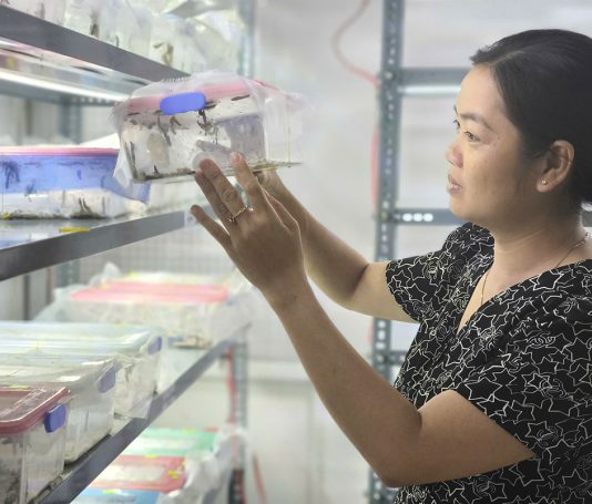 Bến Tre thả hơn 200 triệu ong ký sinh diệt sâu đầu đen