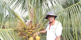 Chuyển đổi từ trồng lúa bấp bênh sang dừa chuyên canh cho năng suất cao