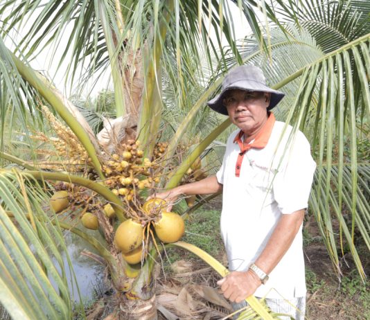 Chuyển đổi từ trồng lúa bấp bênh sang dừa chuyên canh cho năng suất cao