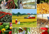 Đề xuất sửa quy định về chính sách tín dụng phục vụ phát triển nông nghiệp, nông thôn